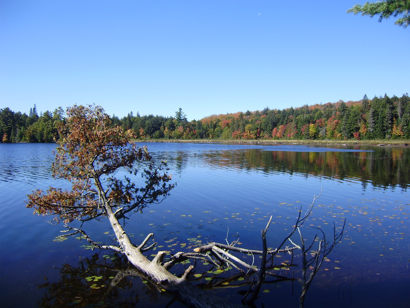 Blick über den Tim Lake, Algonquin Provincial Park, Ontario