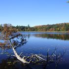 Blick über den Tim Lake, Algonquin Provincial Park, Ontario