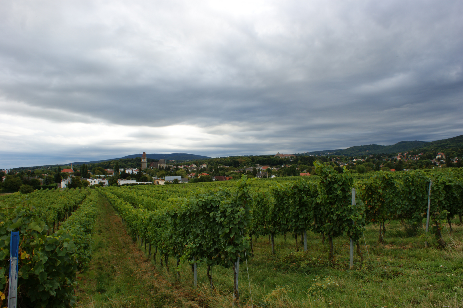 Blick über den Wein