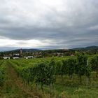 Blick über den Wein