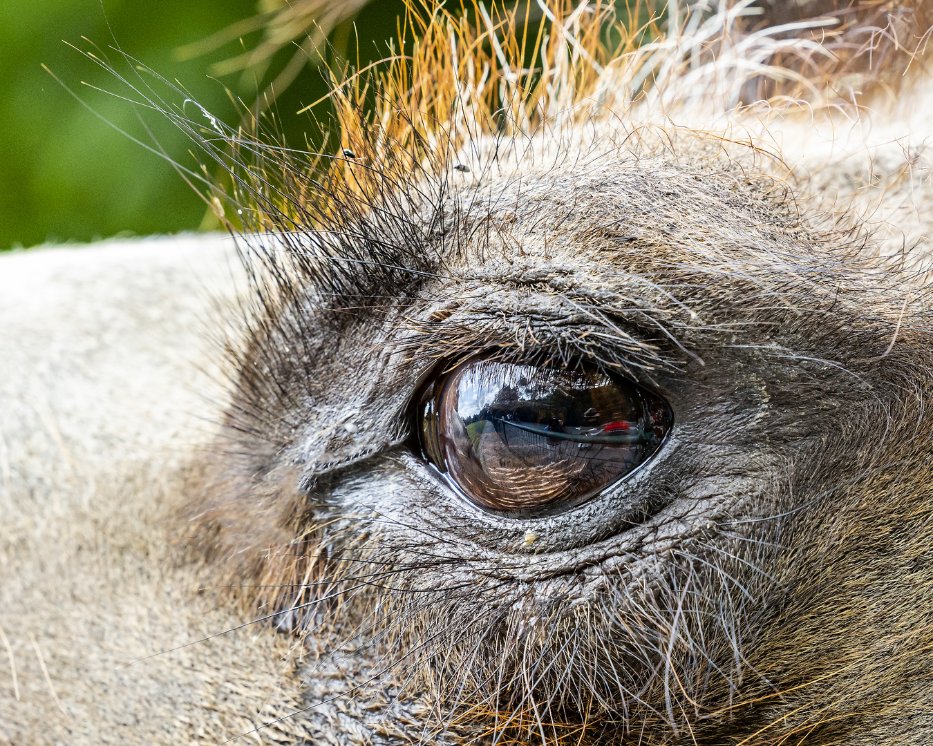 Blick über den Zaun (Begegnungen im Zoo, 18)