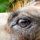 Blick über den Zaun (Begegnungen im Zoo, 18)