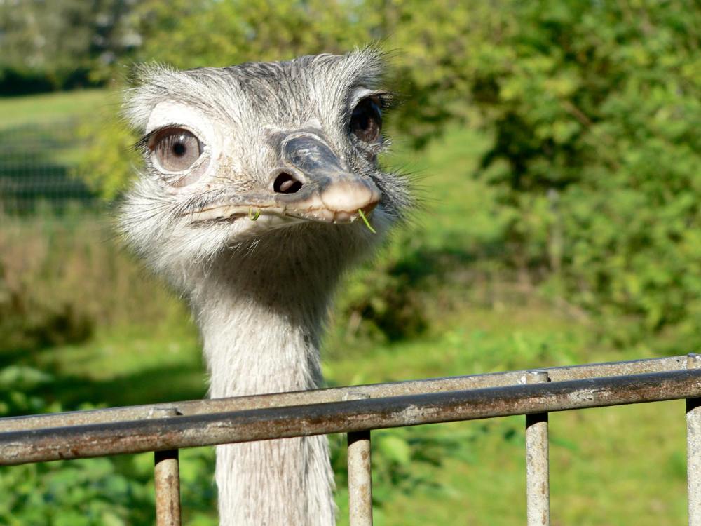 Blick über den Zaun