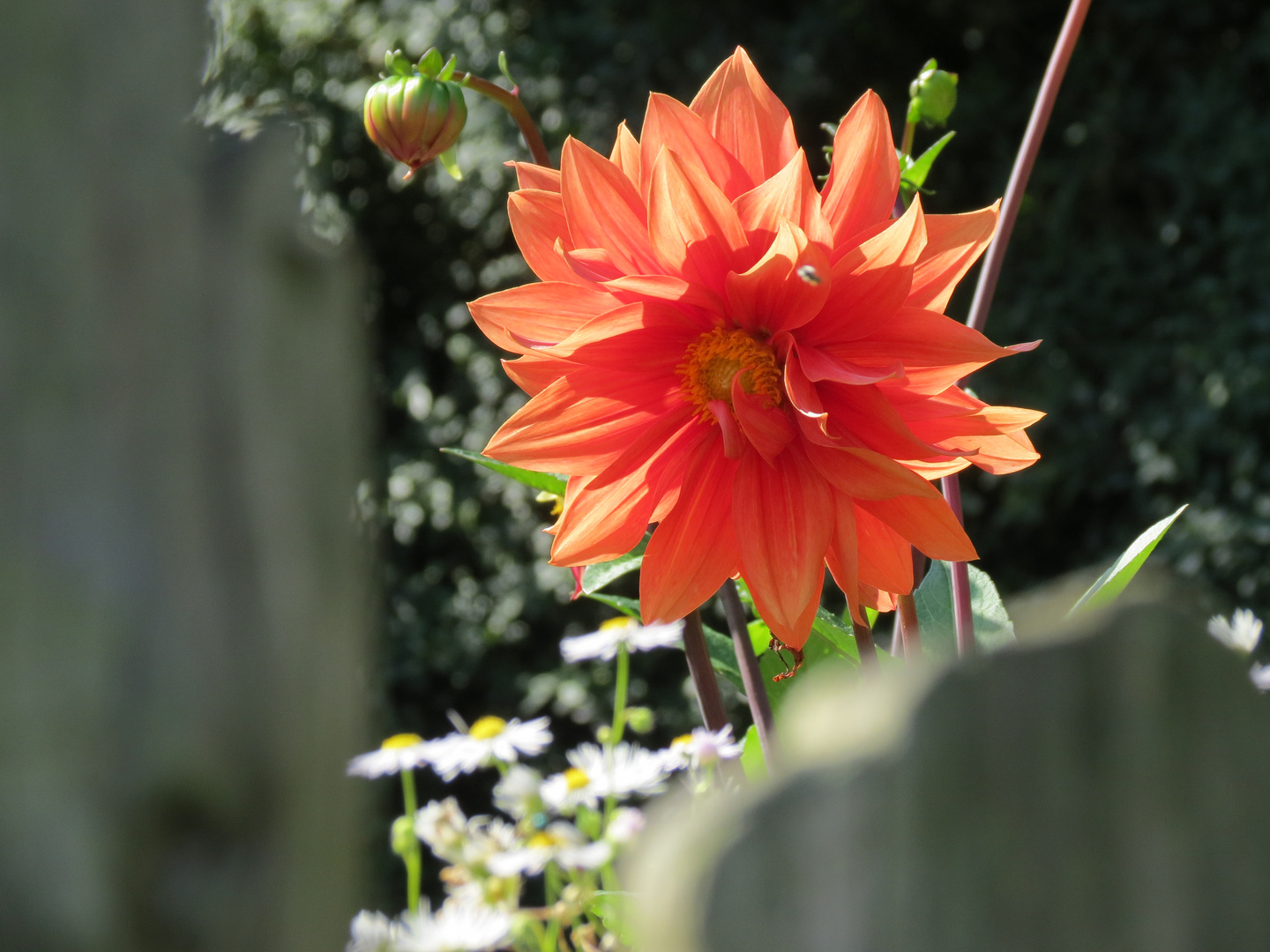 Blick über den Zaun in den Bauerngarten