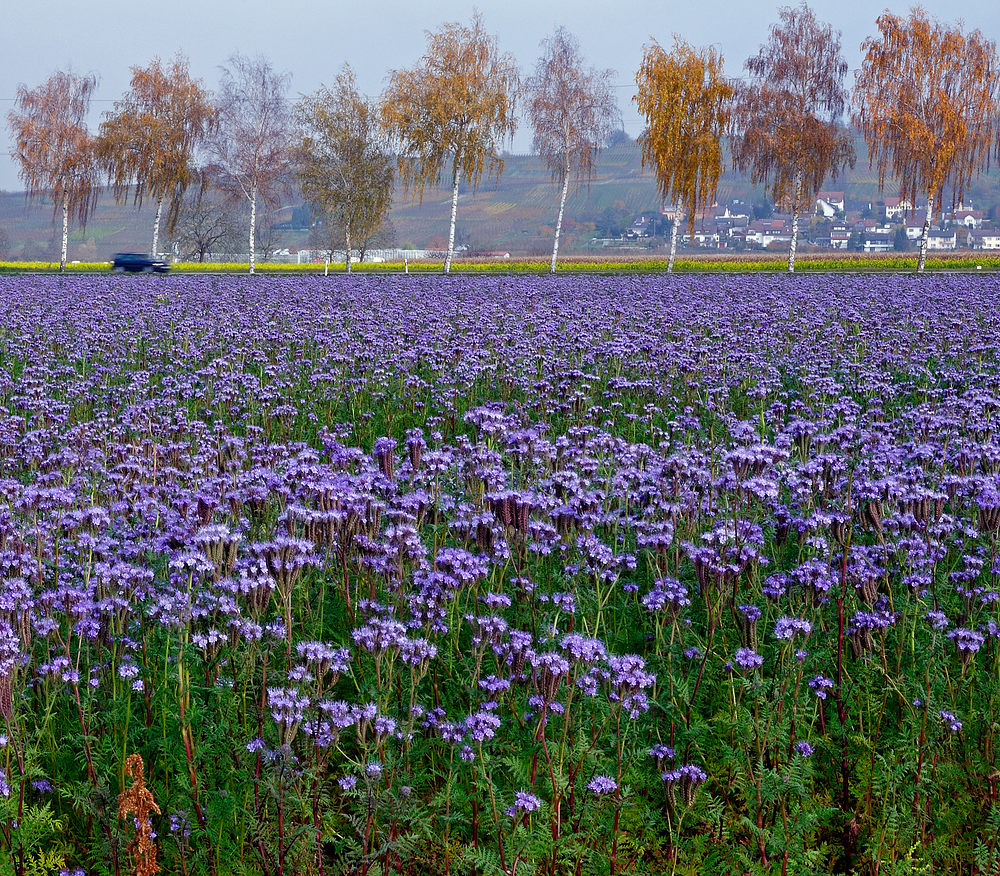 Blick über die B3 Richtung Fischingen Landkreis Lörrach