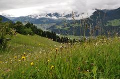 Blick über die Bergwiesen