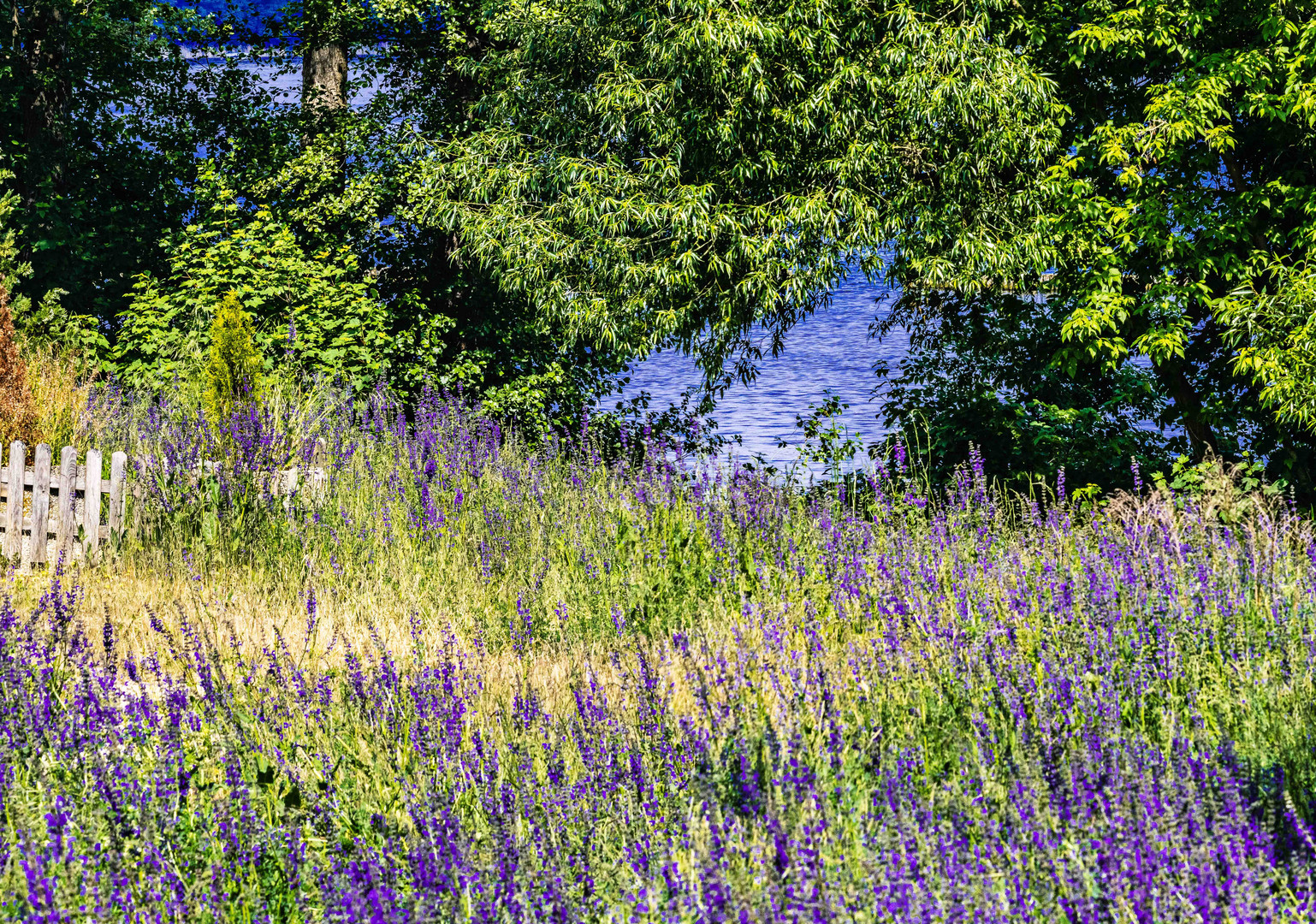 Blick über die blaue Wiese auf den Müggelsee