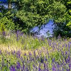 Blick über die blaue Wiese auf den Müggelsee