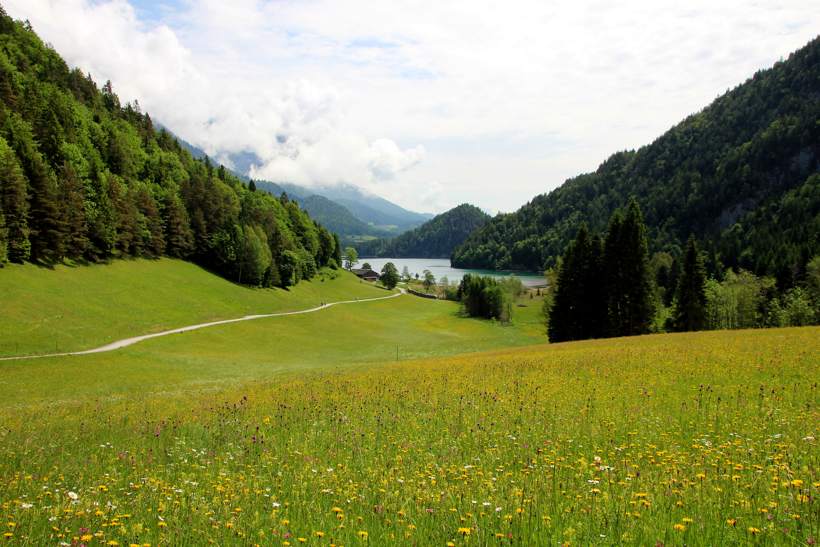 Blick über die Blumenwiese zum Hintersteiner See