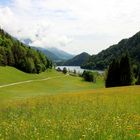 Blick über die Blumenwiese zum Hintersteiner See