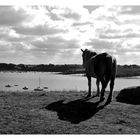 blick über die bretagne