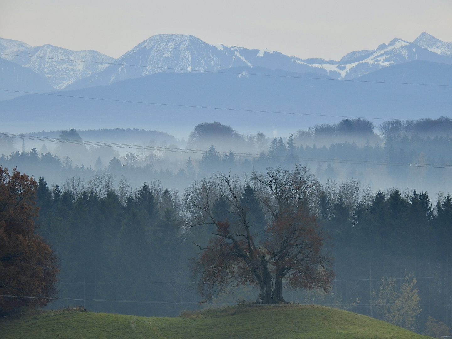 Blick über die Drumlin-Buche zum Wallberg