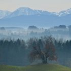 Blick über die Drumlin-Buche zum Wallberg