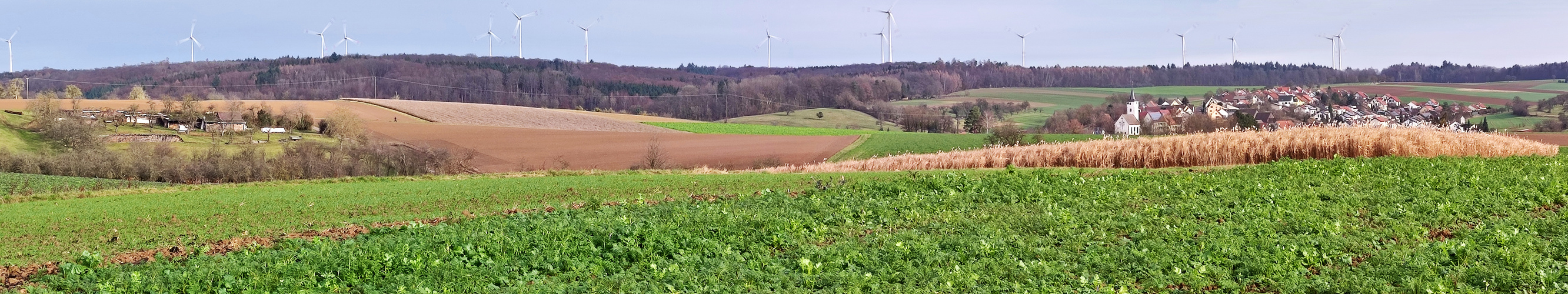 Blick über die Felder auf den Hardthäuser Wald