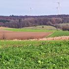 Blick über die Felder auf den Hardthäuser Wald