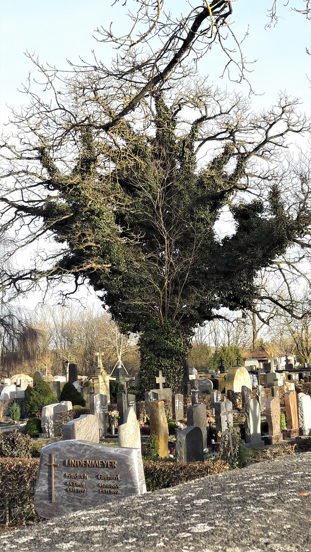 Blick über die Friedhofsmauer,