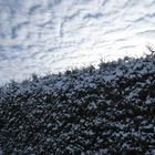 Blick über die Hecke