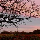 Blick über die Hecke