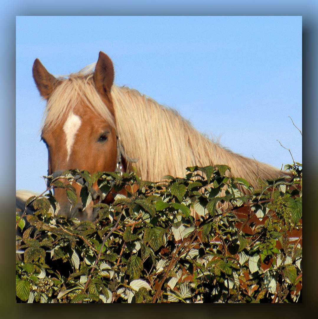 Blick über die Hecke