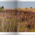 Blick über die Heide