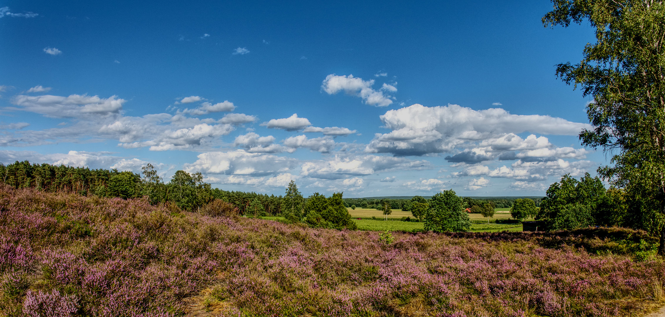 Blick über die Heide