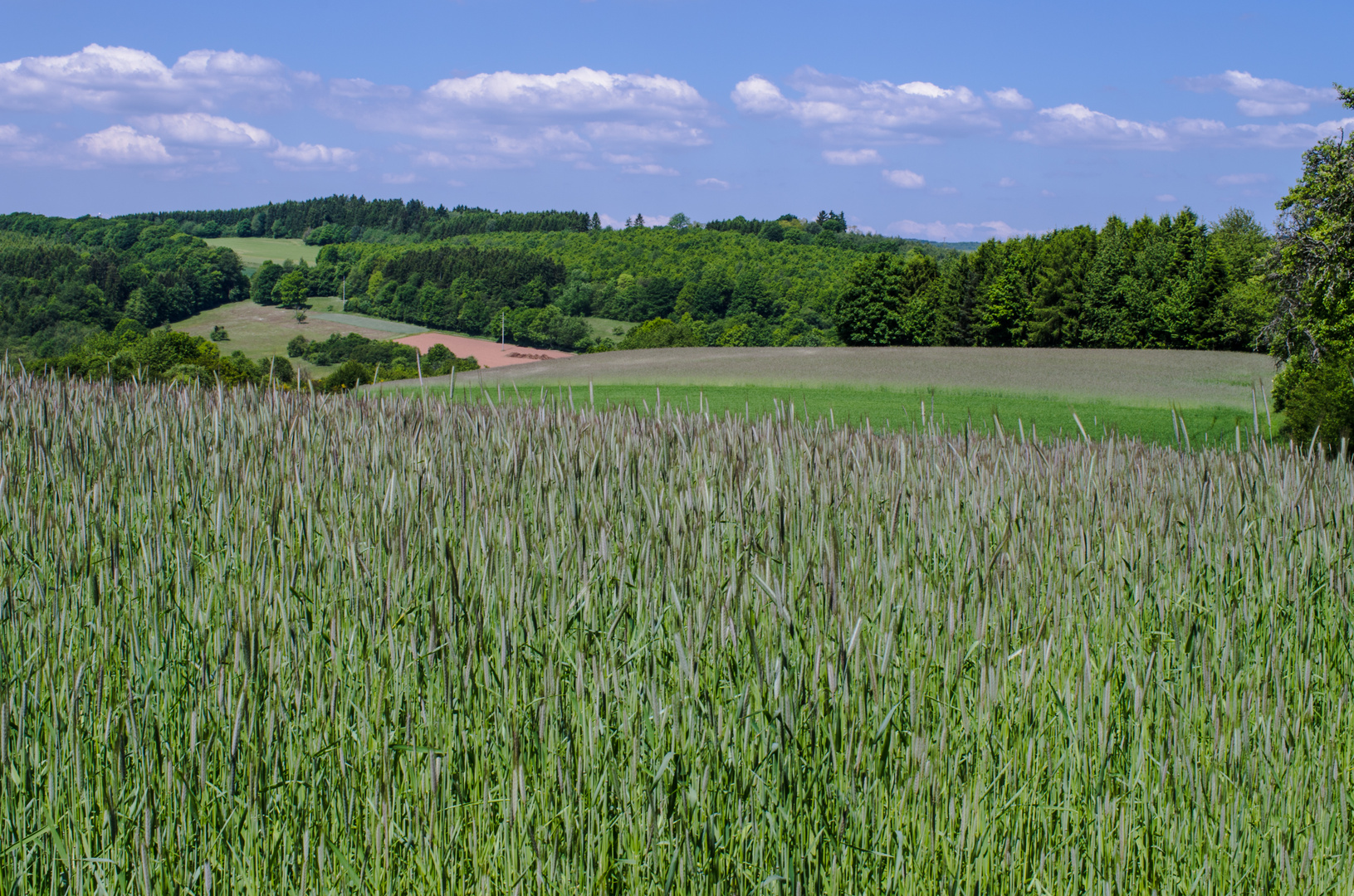 Blick über die Kornähren