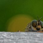 Blick über die Mauer