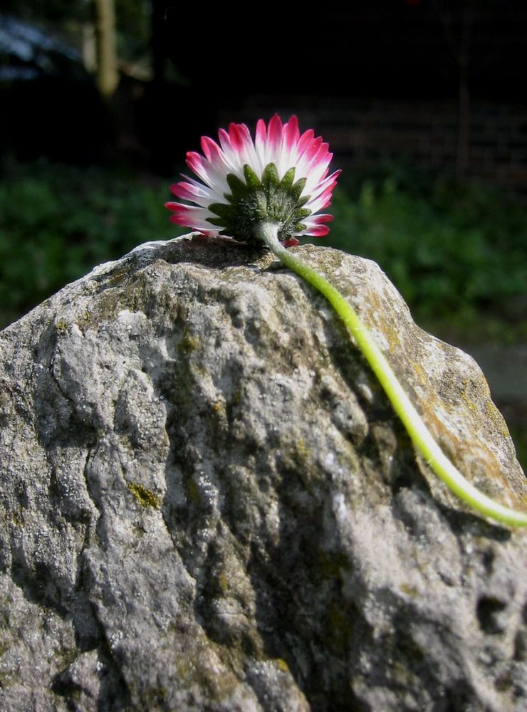 Blick über die Mauer