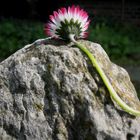 Blick über die Mauer