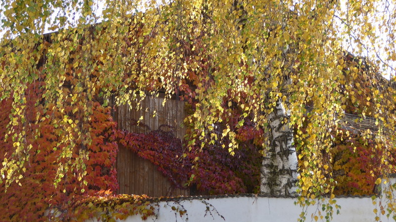 Blick über die Mauer