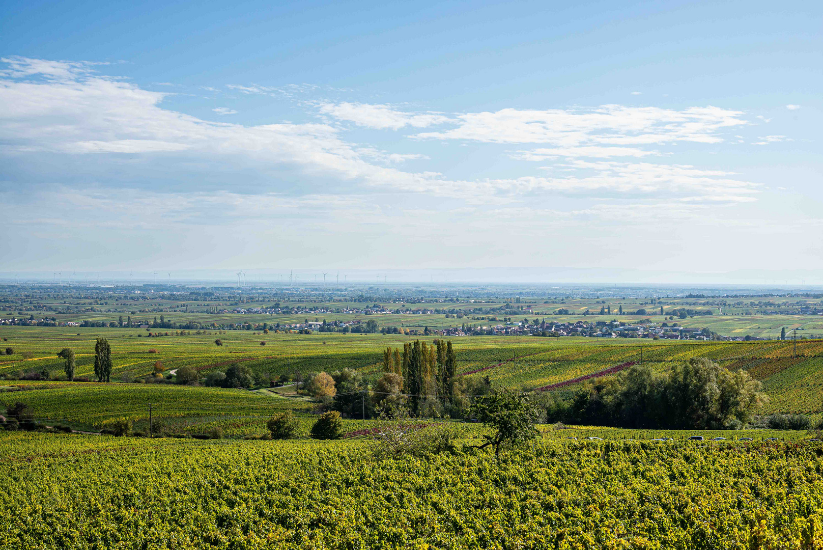 Blick über die Pfalz