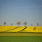 Blick über die Rapsfelder