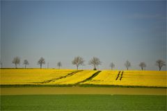 Blick über die Rapsfelder