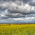 Blick über die Rapsfelder auf den Barther Bodden...