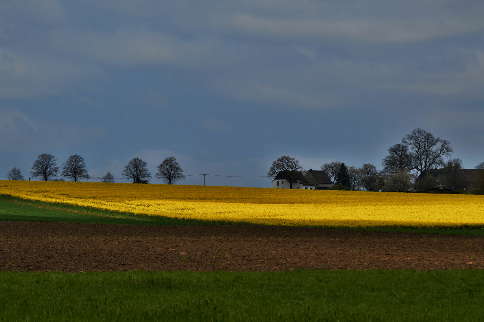 Blick über die Rapsfelder II