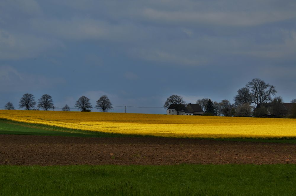 Blick über die Rapsfelder II