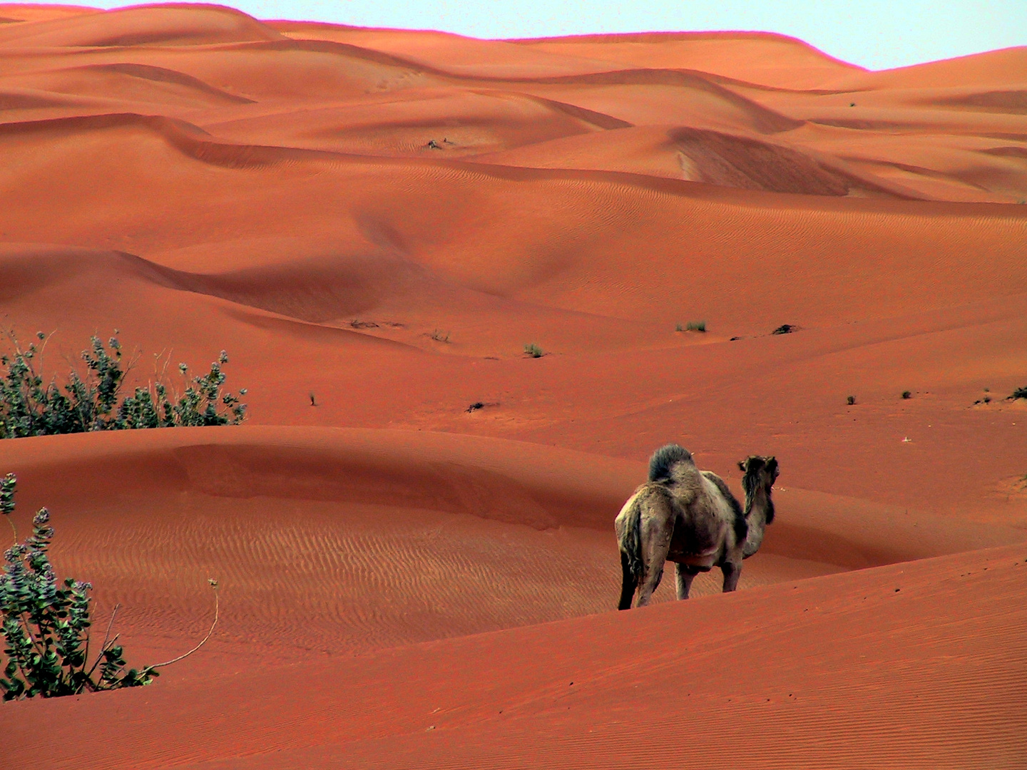 Blick über die Sanddünen, V.A.E.