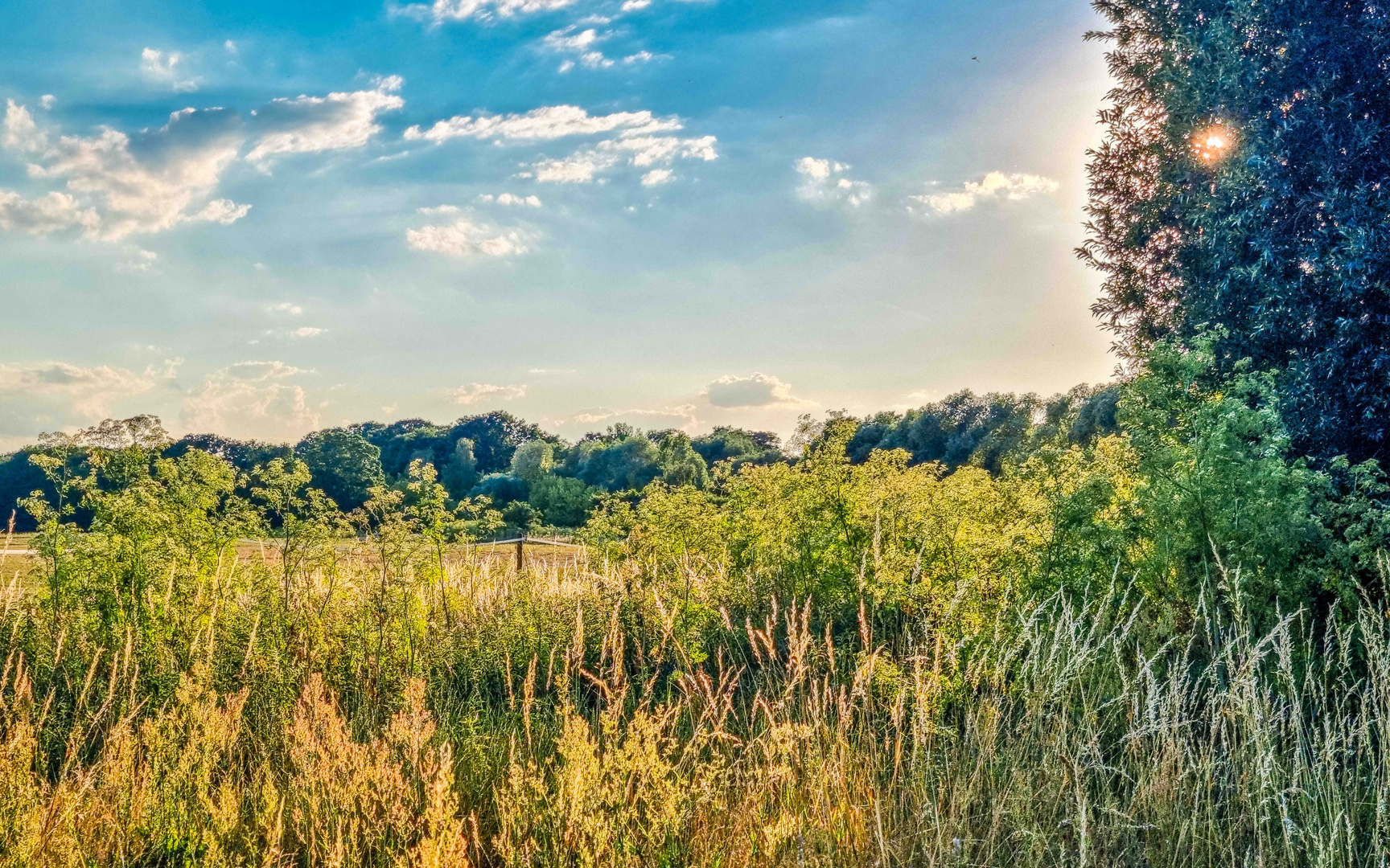 Blick über die Sommerwiese