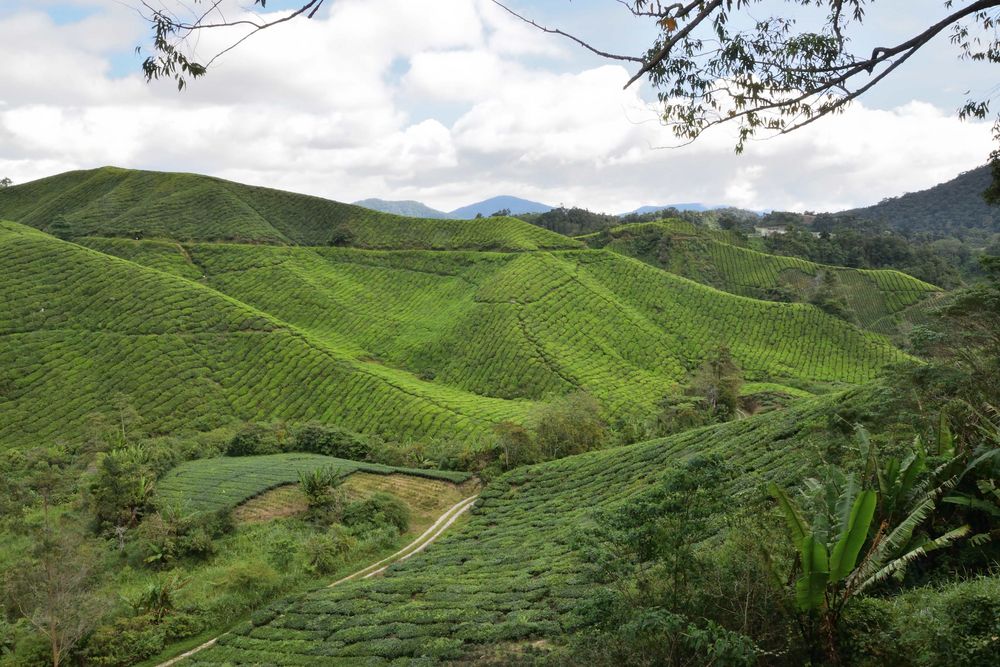 Blick über die Teeplantagen Cameron Highlands