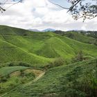 Blick über die Teeplantagen Cameron Highlands