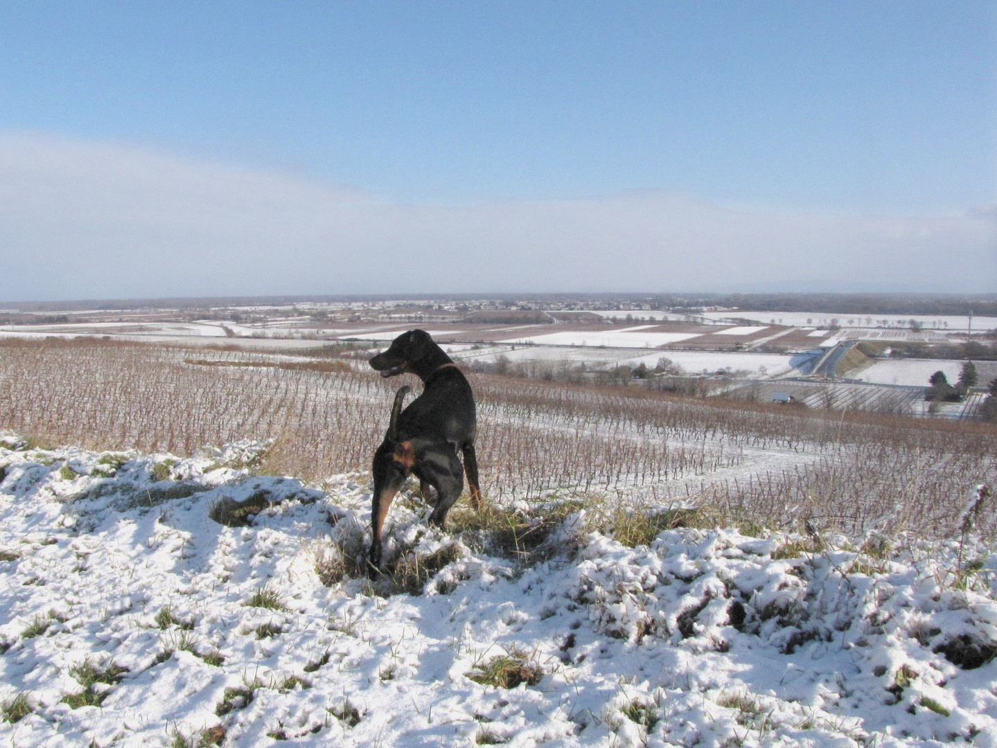 Blick über die Weinberge