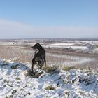 Blick über die Weinberge