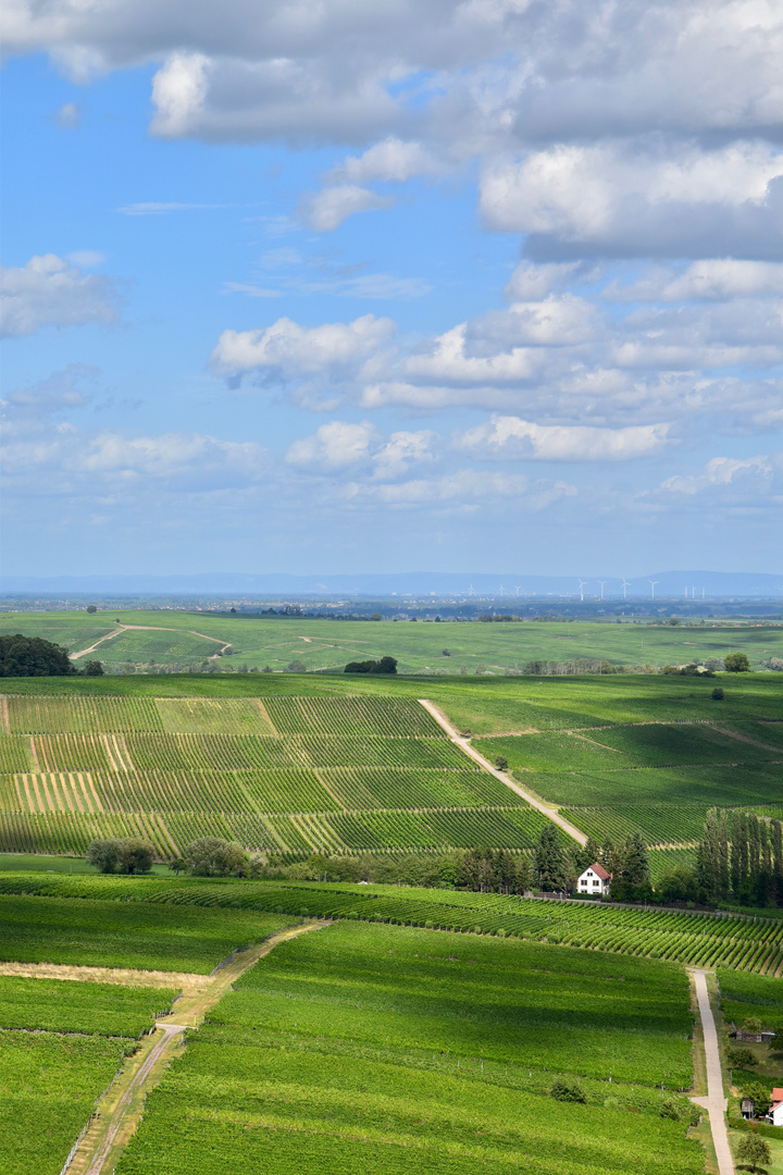 Blick über die Weinberge