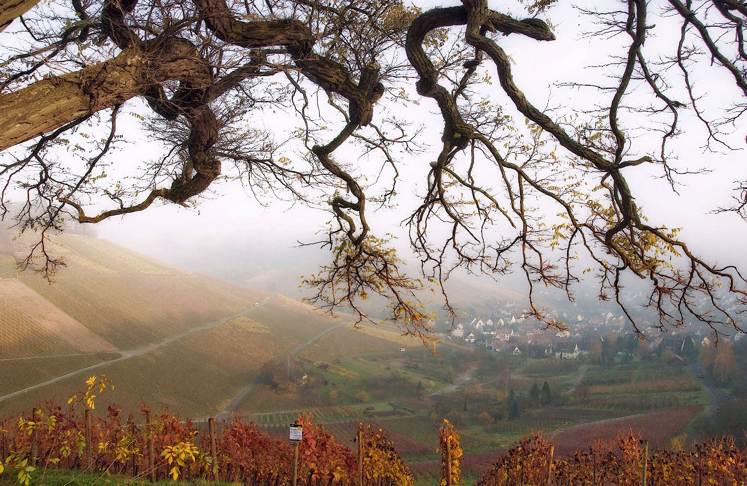 Blick über die Weinberge