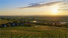 Blick über die Weinberge im Mai