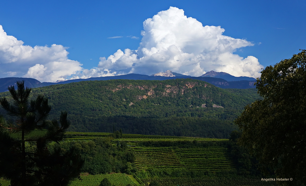 Blick über die Weinberge von Kaltern aus