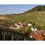 Blick über die Weinberge von Waldulm