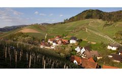 Blick über die Weinberge von Waldulm