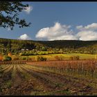 Blick über die Weinberge zum Haardtrand