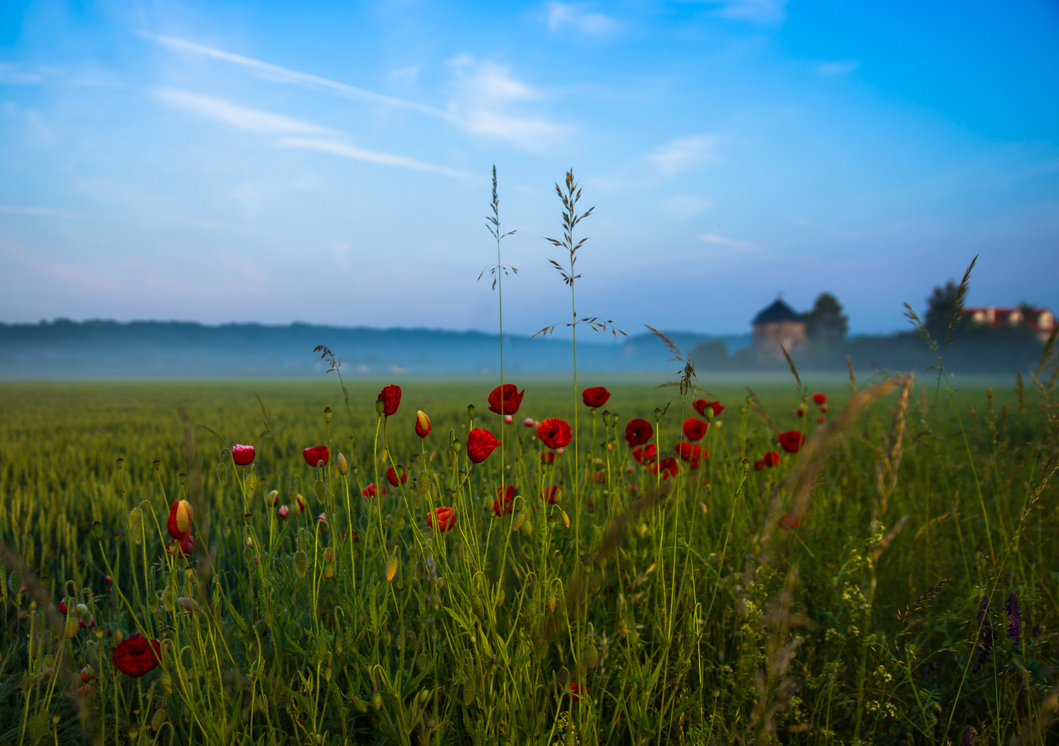 Blick über die Wiese